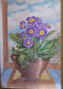 Chris B. Primulas, coloured pencils.1.21.jpg